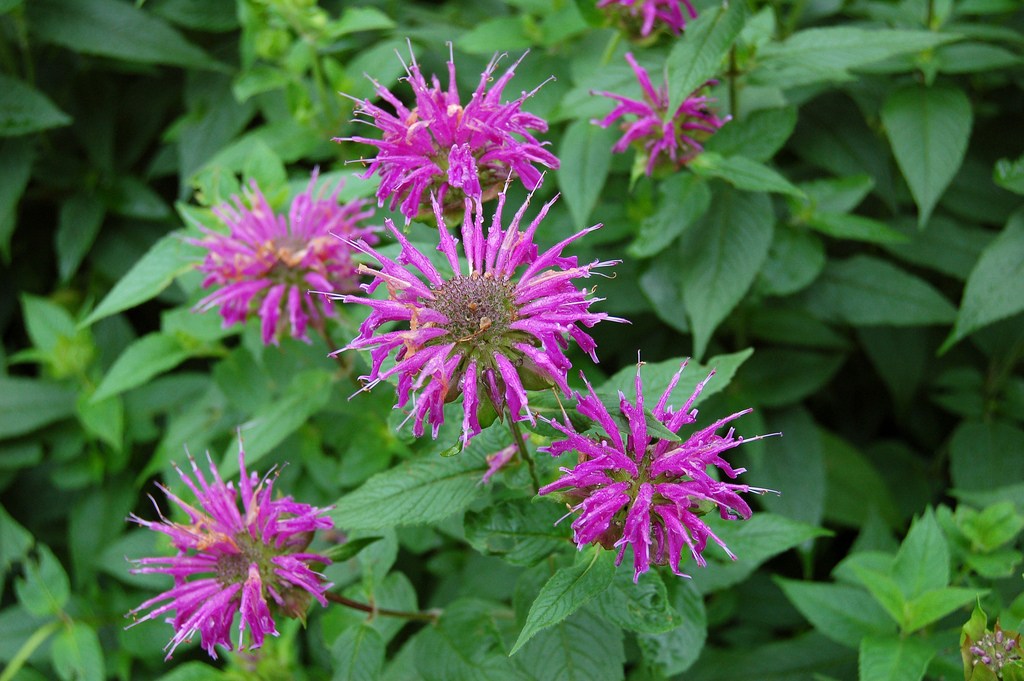 10 Native Tennessee Plants For Your Garden | The Heritage